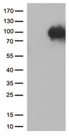SORT1 / Sortilin Antibody - HEK293T cells were transfected with the pCMV6-ENTRY control. (Left lane) or pCMV6-ENTRY SORT1. (Right lane) cDNA for 48 hrs and lysed. Equivalent amounts of cell lysates. (5 ug per lane) were separated by SDS-PAGE and immunoblotted with anti-SORT1. (1:500)