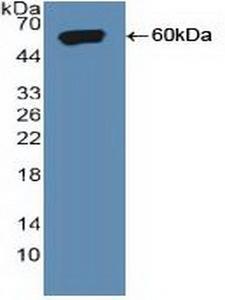 SORT1 / Sortilin Antibody - Western Blot; Sample: Recombinant SORT1, Human.