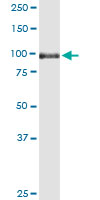 SORT1 / Sortilin Antibody - SORT1 monoclonal antibody (M01), clone 1B3. Western Blot analysis of SORT1 expression in human spleen.