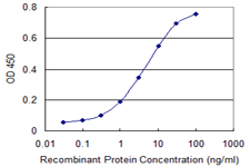 SORT1 / Sortilin Antibody - Detection limit for recombinant GST tagged SORT1 is 0.1 ng/ml as a capture antibody.
