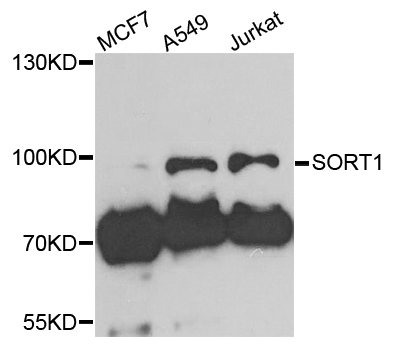 SORT1 / Sortilin Antibody - Western blot blot of extracts of various cells, using SORT1 antibody.
