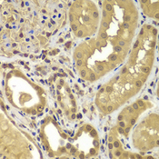 SORT1 / Sortilin Antibody - Immunohistochemistry of paraffin-embedded human kidney using SORT1 antibody at dilution of 1:100 (40x lens).