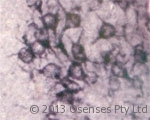 SORT1 / Sortilin Antibody - Rabbit antibody to Sortilin. IHC on rat brain using Rabbit antibody to extracellular, N-terminal part of Sortilin (Neurotensin receptor 3, NTR3, Sort1): IgG at a concentration of 10 ug/ml. Pre-absorption of the antibody with the immunizing peptide completely abolishes the immunostaining (not shown).