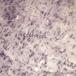 SORT1 / Sortilin Antibody - Rabbit antibody to Sortilin. IHC on rat brain using Rabbit antibody to extracellular, N-terminal part of Sortilin (Neurotensin receptor 3, NTR3, Sort1): IgG at a concentration of 10 ug/ml. Pre-absorption of the antibody with the immunizing peptide completely abolishes the immunostaining (not shown).