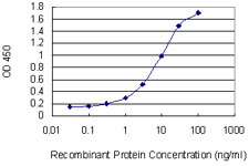 SOS1 Antibody - Detection limit for recombinant GST tagged SOS1 is 0.1 ng/ml as a capture antibody.