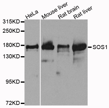SOS1 Antibody - Western blot analysis of extracts of various cells.