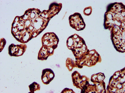 SOS1 Antibody - Immunohistochemistry Dilution at 1:400 and staining in paraffin-embedded human placenta tissue performed on a Leica BondTM system. After dewaxing and hydration, antigen retrieval was mediated by high pressure in a citrate buffer (pH 6.0). Section was blocked with 10% normal Goat serum 30min at RT. Then primary antibody (1% BSA) was incubated at 4°C overnight. The primary is detected by a biotinylated Secondary antibody and visualized using an HRP conjugated SP system.