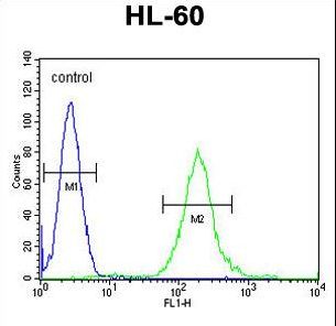 SOS2 Antibody - SOS2 Antibody flow cytometry of HL-60 cells (right histogram) compared to a negative control cell (left histogram). FITC-conjugated goat-anti-rabbit secondary antibodies were used for the analysis.
