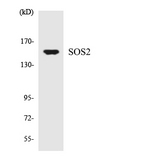SOS2 Antibody - Western blot analysis of the lysates from HT-29 cells using SOS2 antibody.