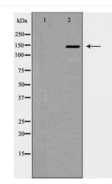 SOS2 Antibody - Western blot of SOS2 expression in HT-29 cell lysate
