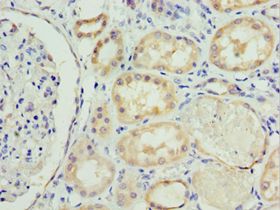 SOST / Sclerostin Antibody - Immunohistochemistry of paraffin-embedded human kidney using antibody at 1:100 dilution.