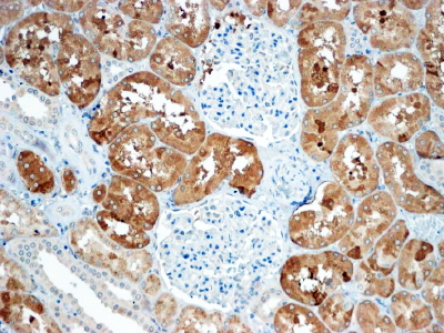 SOST / Sclerostin Antibody - Antibody (4µg/ml) staining of paraffin embedded Human Kidney. Steamed antigen retrieval with Tris/EDTA buffer pH 9, HRP-staining.