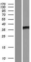 SOWAHD / ANKRD58 Protein - Western validation with an anti-DDK antibody * L: Control HEK293 lysate R: Over-expression lysate