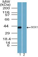 SOX1 Antibody - Western blot of SOX1 in D3 cell lysate in the 1) absence and 2) presence of immunizing peptide using Peptide-affinity Purified Polyclonal Antibody to SOX1 at 1.0 ug/ml. Goat anti-rabbit Ig HRP secondary antibody, and PicoTect ECL substrate solution, were used for this test.