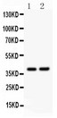 SOX1 Antibody - SOX1 antibody Western blot. All lanes: Anti SOX1 at 0.5 ug/ml. Lane 1: Rat Brain Tissue Lysate at 50 ug. Lane 2: NIH3T3 Whole Cell Lysate at 40 ug. Predicted band size: 39 kD. Observed band size: 39 kD.
