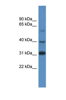 SOX1 Antibody - SOX1 antibody Western blot of 293T Cell lysate. Antibody concentration 1 ug/ml. This image was taken for the unconjugated form of this product. Other forms have not been tested.