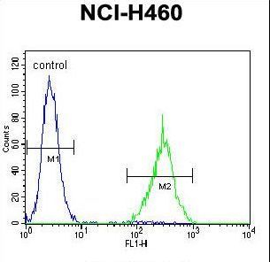 SOX1 Antibody - SOX1 Antibody flow cytometry of NCI-H460 cells (right histogram) compared to a negative control cell (left histogram). FITC-conjugated goat-anti-rabbit secondary antibodies were used for the analysis.