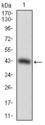 SOX10 Antibody - Western blot using SOX10 monoclonal antibody against human SOX10 recombinant protein. (Expected MW is 31.7 kDa)