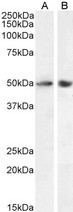 SOX10 Antibody - 0.3µg/ml staining of Mouse (A) and Rat (B) Brain lysate (35µg protein in RIPA buffer). Detected by chemiluminescence.
