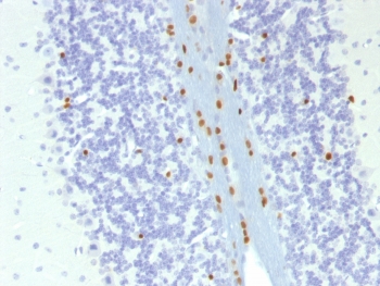 SOX10 Antibody - IHC testing of FFPE mouse brain with SOX-10 antibody (clone SOX10/1074). Required HIER: boil tissue sections in 10mM citrate buffer, pH 6, for 10-20 min followed by cooling at RT for 20 min.