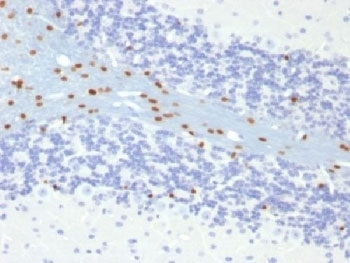 SOX10 Antibody - IHC testing of FFPE mouse brain with SOX10 antibody (clone SOX10/991). Required HIER: boil tissue sections in 10mM citrate buffer, pH 6, for 10-20 min followed by cooling at RT for 20 min.