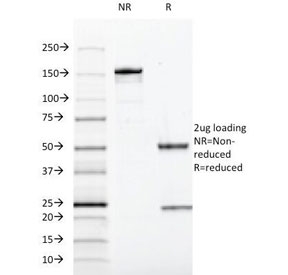 SOX10 Antibody - SDS-PAGE Analysis of Purified, BSA-Free SOX10 Antibody (clone SOX10/991). Confirmation of Integrity and Purity of the Antibody.