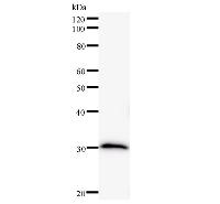 SOX12 Antibody - Western blot analysis of immunized recombinant protein, using anti-SOX12 monoclonal antibody.