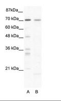 SOX13 Antibody - A: Marker, B: HepG2 Cell Lysate.  This image was taken for the unconjugated form of this product. Other forms have not been tested.