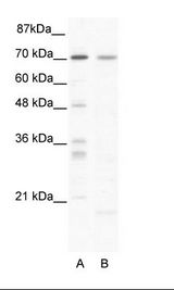 SOX13 Antibody - A: Marker, B: HepG2 Cell Lysate.  This image was taken for the unconjugated form of this product. Other forms have not been tested.