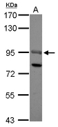 SOX13 Antibody - Sample (30 ug of whole cell lysate) A: HepG2 7.5% SDS PAGE SOX13 antibody diluted at 1:500