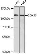 SOX13 Antibody - Western blot analysis of extracts of various cell lines using SOX13 Polyclonal Antibody at dilution of 1:1000.