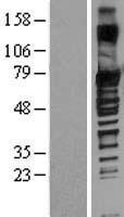 SOX13 Protein - Western validation with an anti-DDK antibody * L: Control HEK293 lysate R: Over-expression lysate