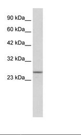 SOX14 Antibody - HepG2 Cell Lysate.  This image was taken for the unconjugated form of this product. Other forms have not been tested.