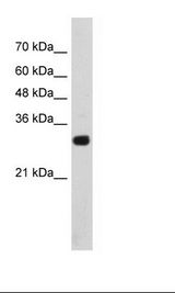 SOX15 Antibody - Transfected 293T Cell Lysate.  This image was taken for the unconjugated form of this product. Other forms have not been tested.