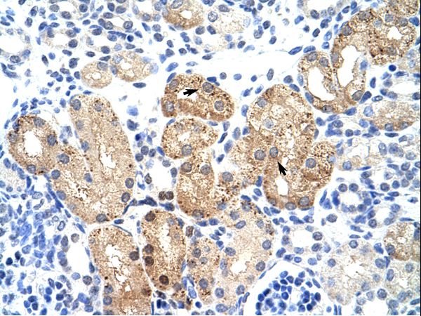 SOX15 Antibody - SOX15 antibody ARP38883_T100-NP_008873-SOX15(SRY (sex determining region Y)-box 15) Antibody was used in IHC to stain formalin-fixed, paraffin-embedded human kidney.  This image was taken for the unconjugated form of this product. Other forms have not been tested.