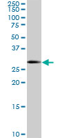 SOX15 Antibody - SOX15 monoclonal antibody (M02), clone 2C1. Western blot of SOX15 expression in HeLa NE.