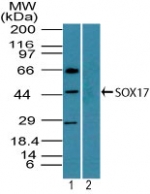 SOX17 Antibody - Western blot of SOX17 in mouse embryo brain lysate in the 1) absence and 2) presence of immunizing peptide using Polyclonal Antibody to SOX17 at 2 ug/ml. Goat anti-rabbit Ig HRP secondary antibody, and PicoTect ECL substrate solution, were used for this test.