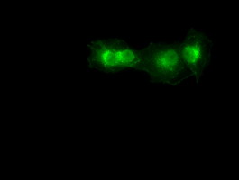 SOX17 Antibody - Anti-SOX17 mouse monoclonal antibody immunofluorescent staining of COS7 cells transiently transfected by pCMV6-ENTRY SOX17.