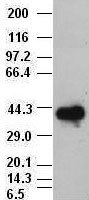 SOX17 Antibody - Sox17 antibody (3B10) at 1:10000 dilution, (2F9,3H5) at 1:5000 dilution + Lysate from HEK-293T cells transfected with human Sox17 expression vector.