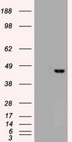 SOX17 Antibody - Sox17 antibody (3B10) at 1:10000 dilution, (2F9,3H5) at 1:5000 dilution + Lysate from HEK-293T cells transfected with human Sox17 expression vector.