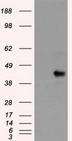 SOX17 Antibody - HEK293T cells were transfected with the pCMV6-ENTRY control (Left lane) or pCMV6-ENTRY SOX17 (Right lane) cDNA for 48 hrs and lysed. Equivalent amounts of cell lysates (5 ug per lane) were separated by SDS-PAGE and immunoblotted with anti-SOX17.