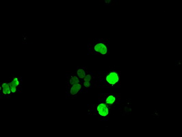 SOX17 Antibody - Anti-SOX17 mouse monoclonal antibody  immunofluorescent staining of COS7 cells transiently transfected by pCMV6-ENTRY SOX17.