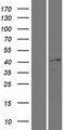 SOX17 Protein - Western validation with an anti-DDK antibody * L: Control HEK293 lysate R: Over-expression lysate