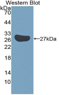 SOX18 Antibody - Western blot of recombinant SOX18.