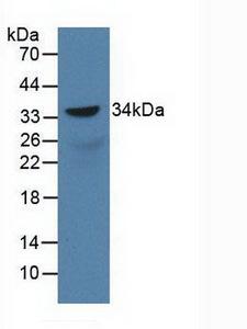 SOX18 Antibody - Western Blot; Sample: Recombinant SOX18, Rat.
