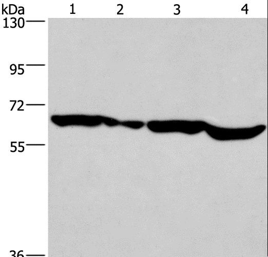 SOX18 Antibody - Western blot analysis of HeLa cell and mouse heart,K562 and Jurkat cell, using SOX18 Polyclonal Antibody at dilution of 1:650.