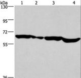 SOX18 Antibody - Western blot analysis of HeLa cell and mouse heart,K562 and Jurkat cell, using SOX18 Polyclonal Antibody at dilution of 1:650.