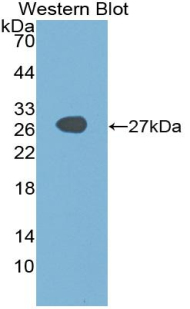 SOX2 Antibody - Western blot of recombinant SOX2.