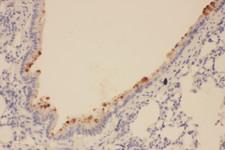 SOX2 Antibody - SOX2 antibody. IHC(P): Rat Lung Tissue.