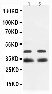 SOX2 Antibody - WB of SOX2 antibody. All lanes: Anti-SOX2 at 0.5ug/ml. Lane 1: Rat Brain Tissue Lysate at 40ug. Lane 2: Mouse Brain Tissue Lysate at 40ug. Predicted bind size: 34KD. Observed bind size: 34KD.